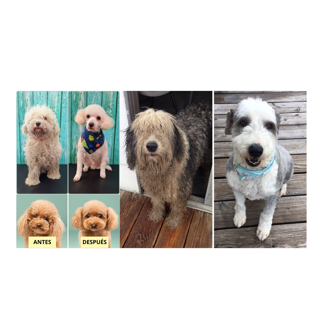 Maquina canina VGR-V240